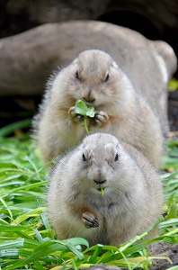 素晴らしき成長ホルモン♪